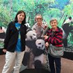 P007 It's the trio with the cubs again at the Giant Panda Interpretive Center...